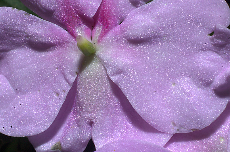 [Image: flowerpart2SM.jpg]
