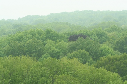 [Image: forest.JPG]