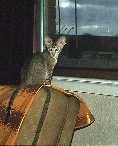 [Image: fouey-3.jpg]