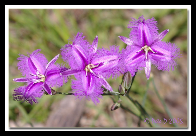 [Image: fringe-lily.jpg]