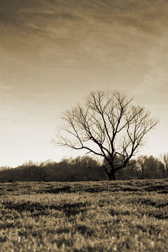 [Image: grass2_1.jpg]