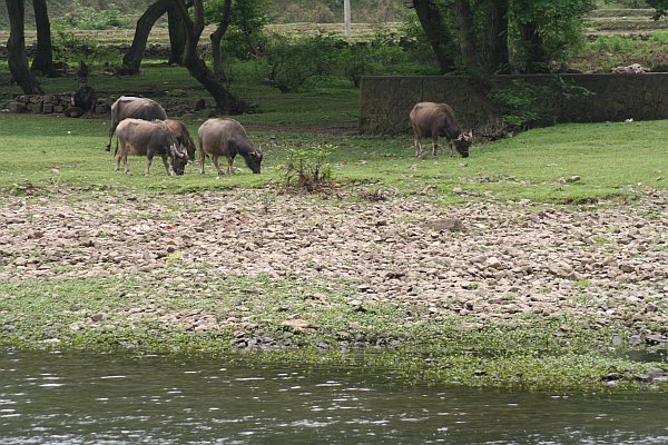 [Image: guilin4.jpg]