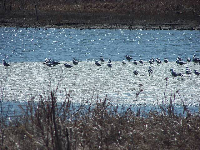 [Image: gulls%20on%20iceSM.jpg]