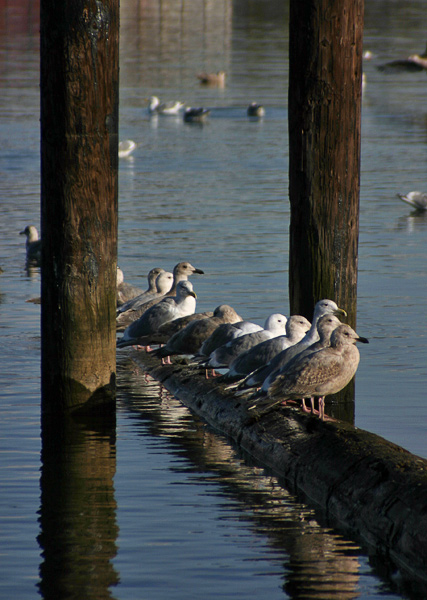 [Image: gulls-006-web.jpg]