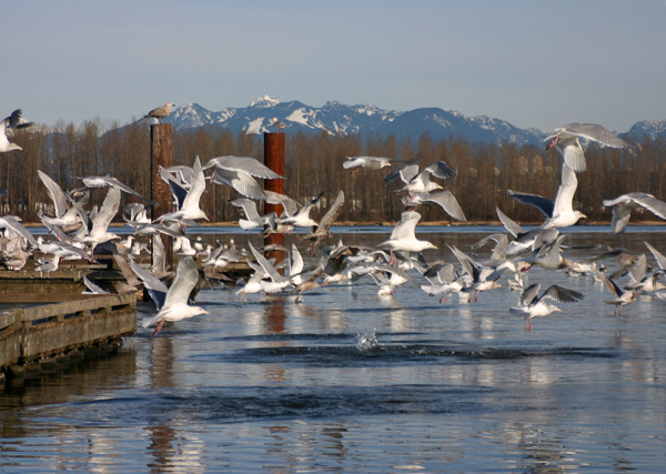 [Image: gulls-016-web.jpg]