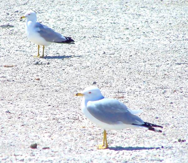 [Image: gullslikewhitepaintSM.jpg]