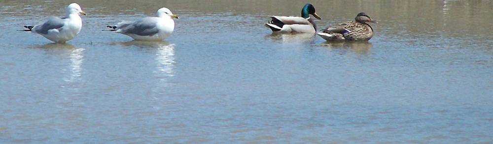 [Image: gullsnducksSM.jpg]