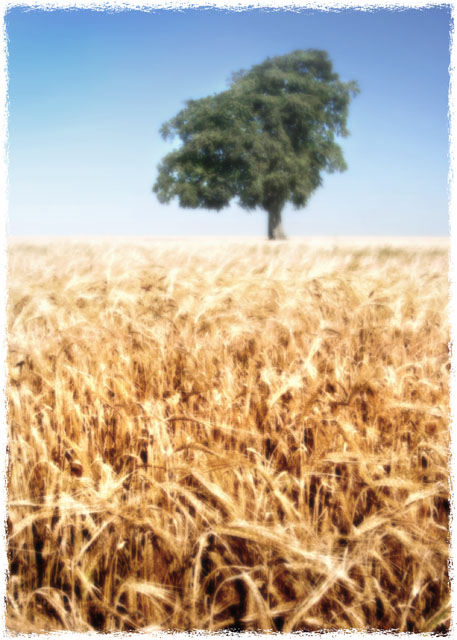 [Image: harvest%20tree_orton_web.jpg]