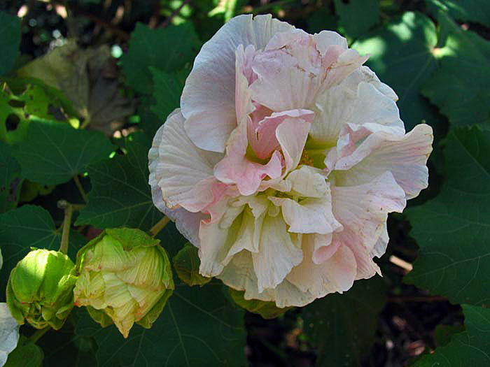 [Image: hibiscus2.jpg]