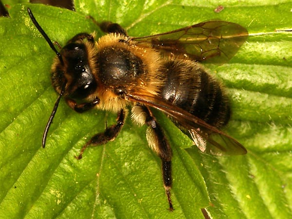 [Image: honeybee.jpg]