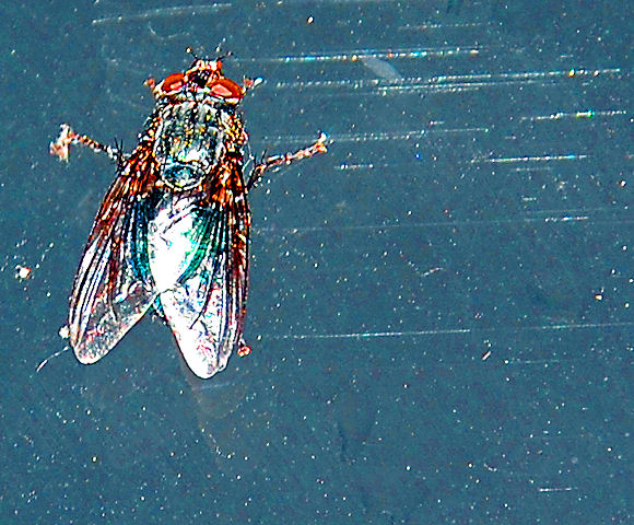 [Image: horseflytopSM.jpg]