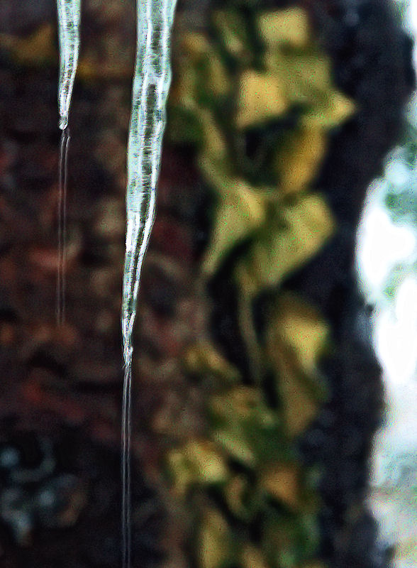 [Image: icicles3SM.jpg]