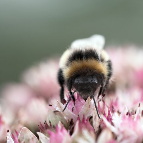 [Image: img_0859-01pinkgreenbee.jpg]