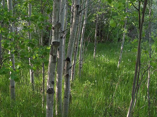 [Image: inwoodsSM.jpg]