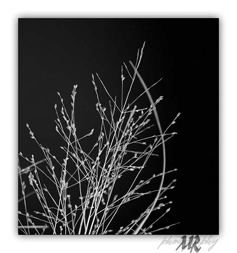 [Image: ir-grass-0407%20copy.jpg]