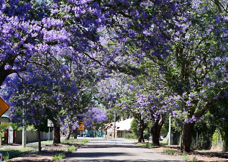 [Image: jacaranda.jpg]