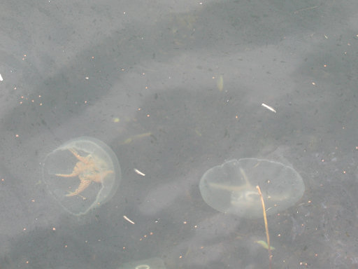 [Image: jellyfish.jpg]