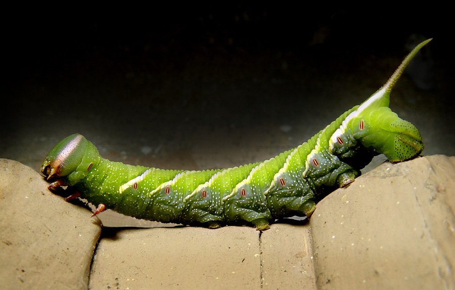 [Image: kak.caterpillar2.jpg]