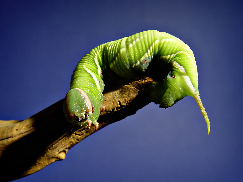 [Image: kak.caterpillar3.jpg]