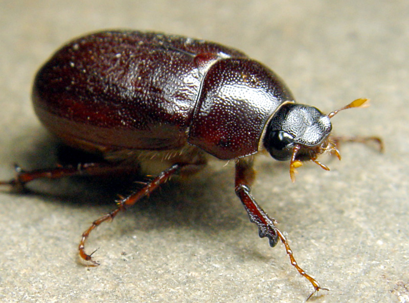 [Image: kak.junebugs1.jpg]