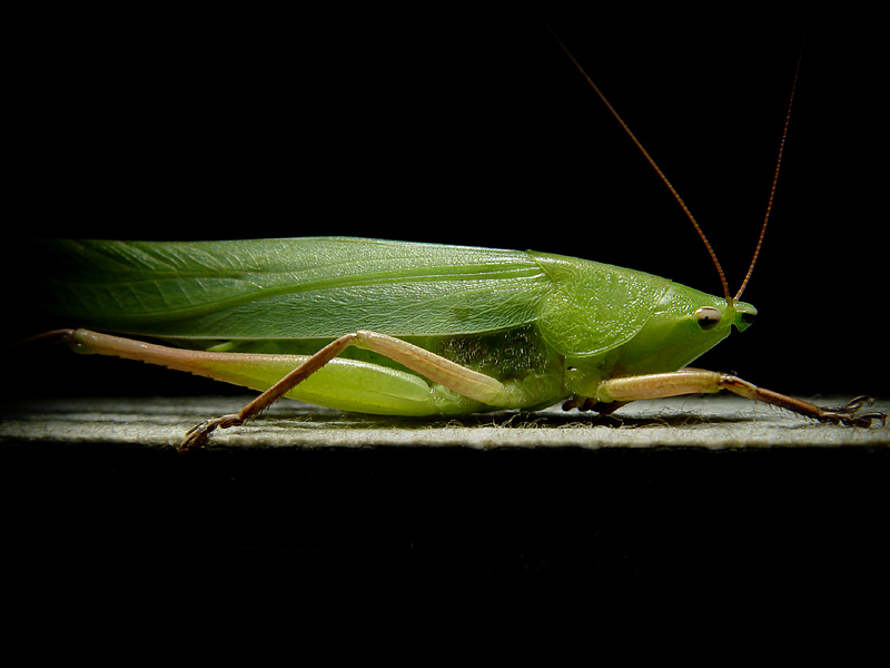 [Image: kak.katydid3.jpg]