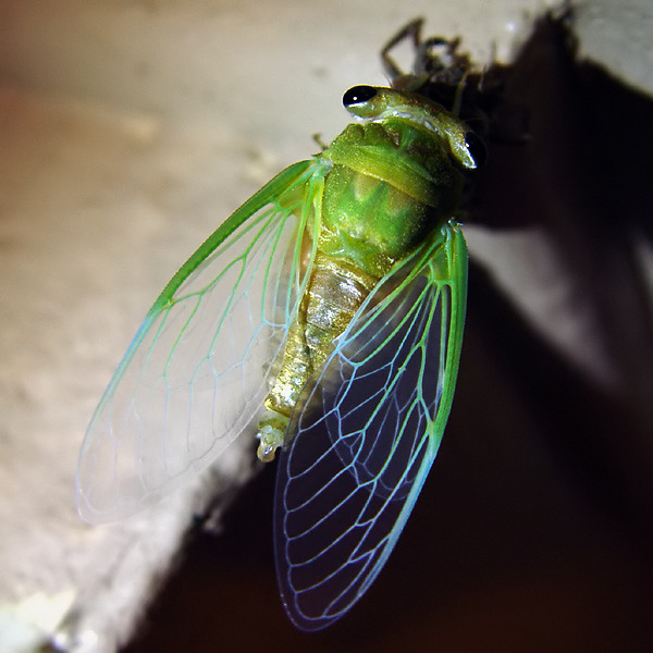 [Image: kaktex.cicada3.jpg]