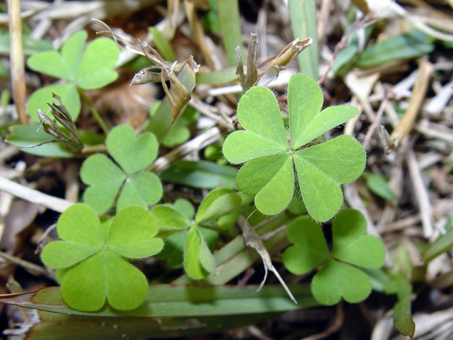 [Image: keithalank.4leafclover.jpg]