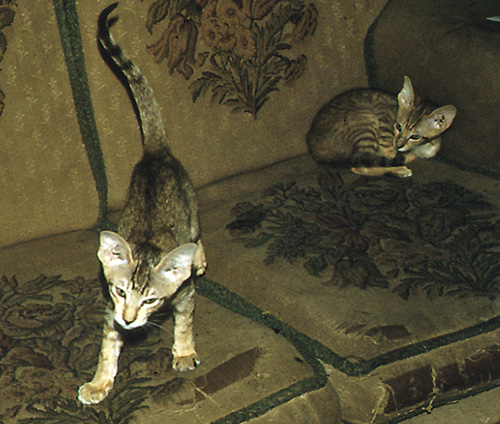 [Image: kittens.jpg]