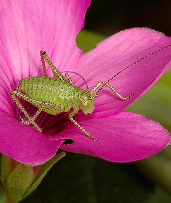 [Image: leafhopper.jpg]