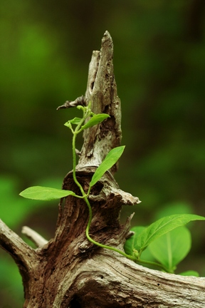 [Image: leaves.jpg]