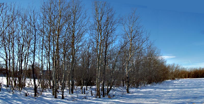 [Image: littleforestSM.jpg]