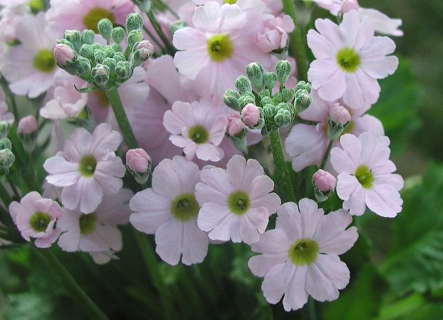 [Image: littlepinkflower1.jpg]