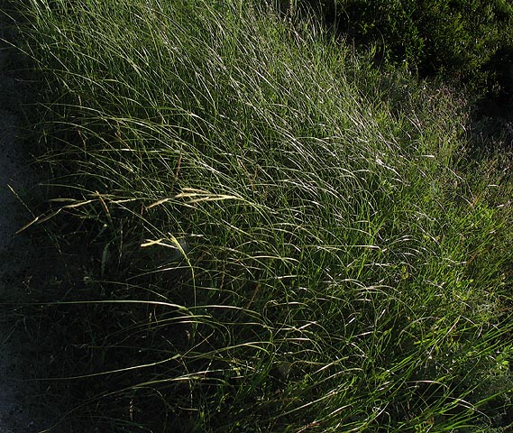 [Image: longgrassbSM.jpg]