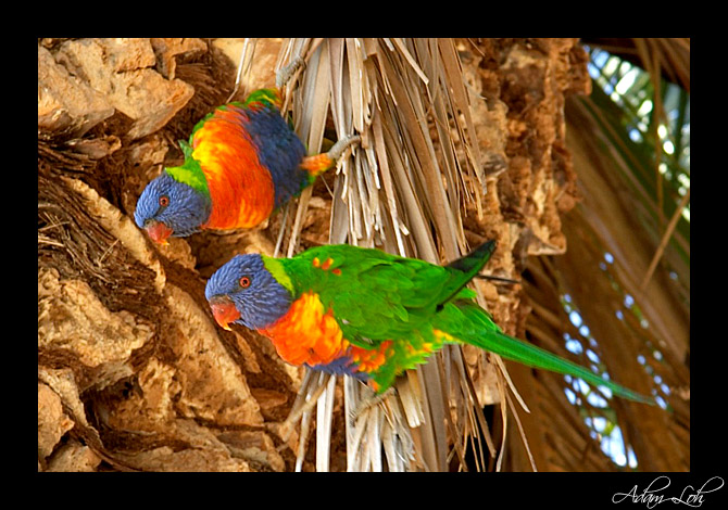 [Image: lorikeet02.jpg]