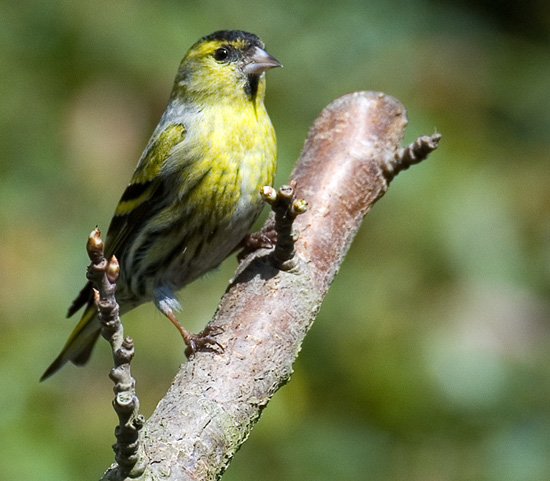 [Image: m-siskin9385-550.jpg]