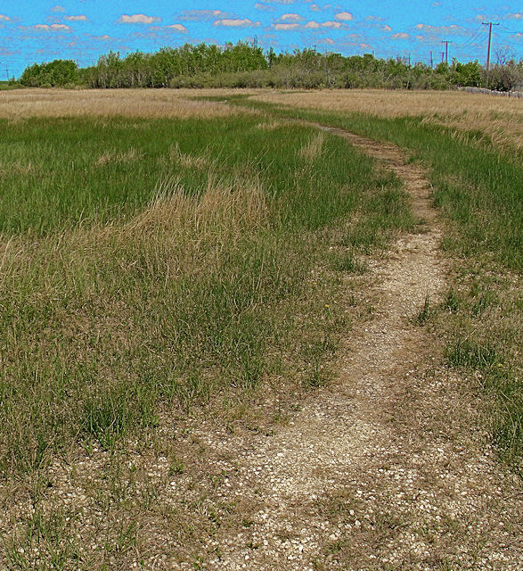 [Image: maygrass3SM.jpg]