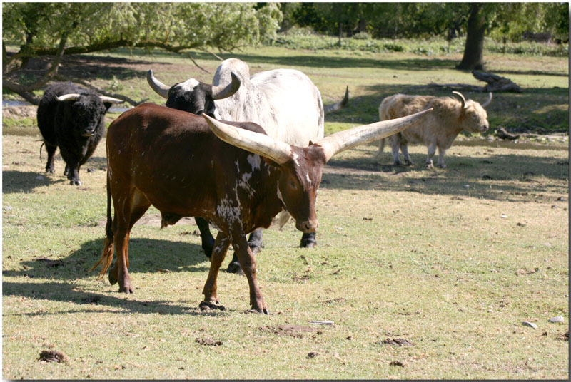 [Image: mixed%20cattle.jpg]