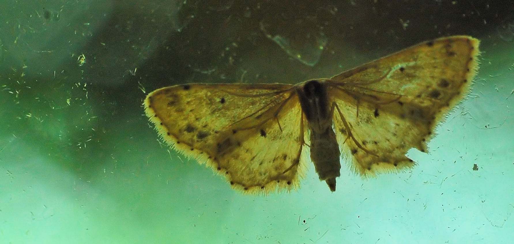 [Image: moth2.jpg]