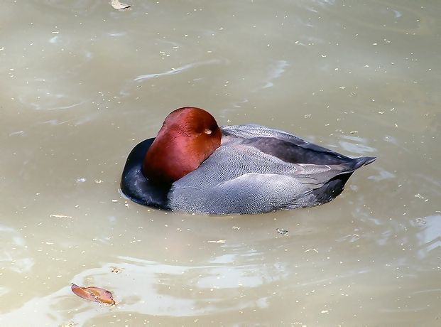 [Image: napping%20duck.jpg]