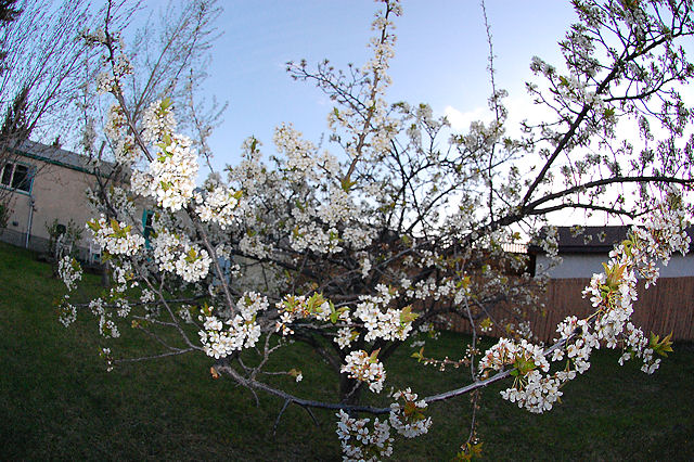 [Image: newplumblossomsSM.jpg]