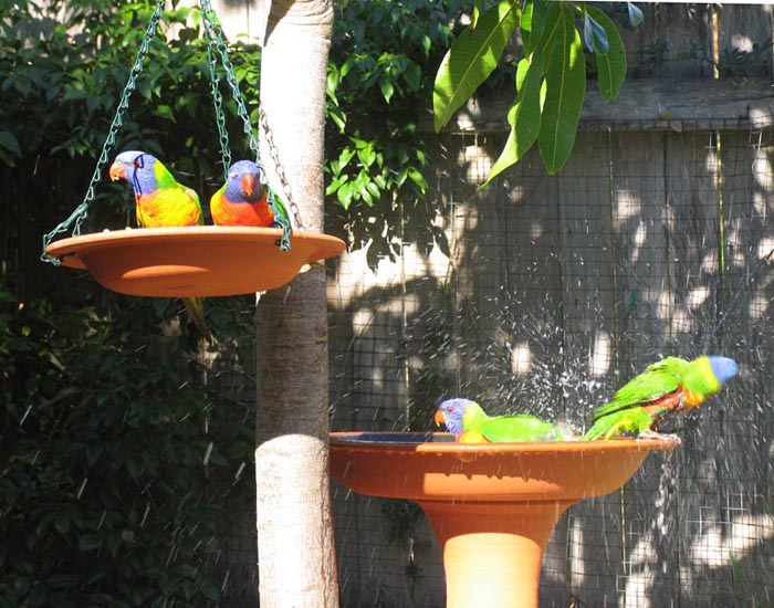[Image: parrots1.jpg]