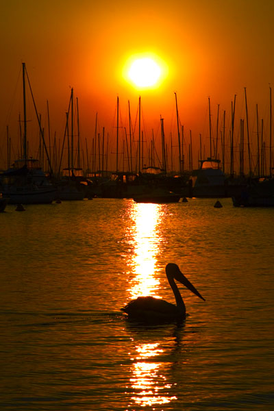 [Image: pelican.jpg]