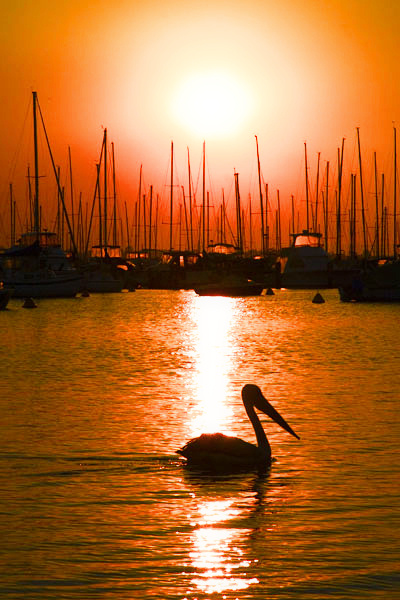 [Image: pelican2.jpg]