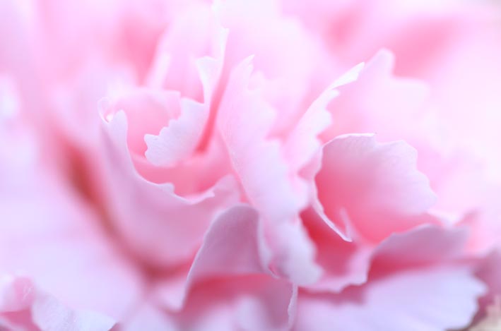 [Image: pink2.jpg]