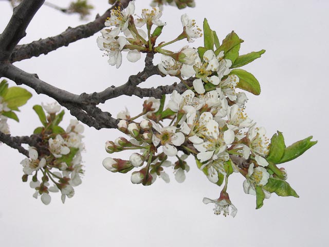 [Image: plumblossomSM.jpg]