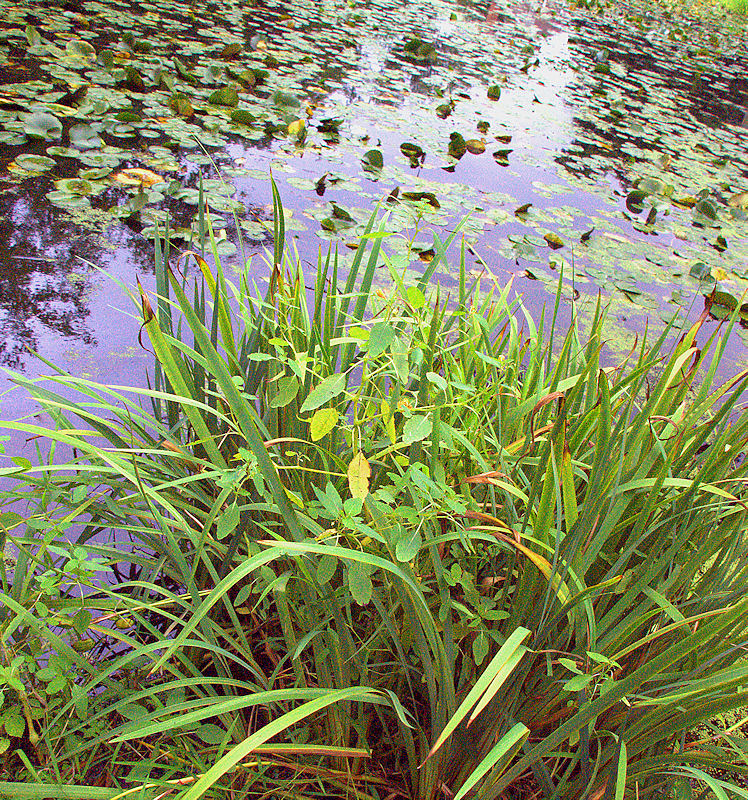 [Image: pond1SM.jpg]