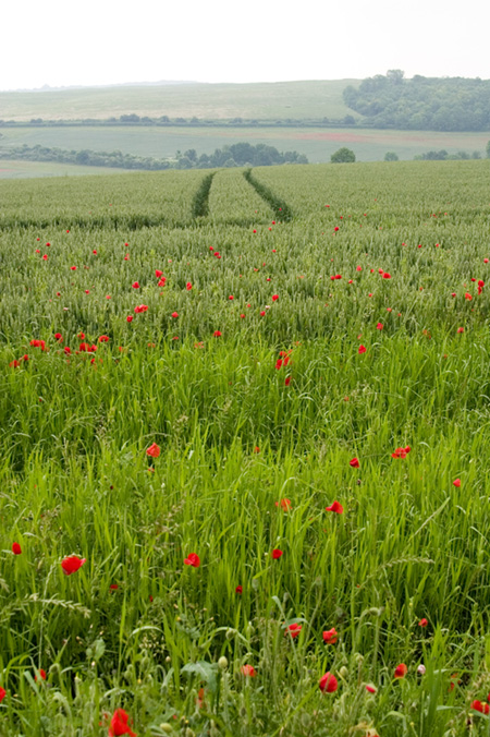 [Image: poppies1small.jpg]