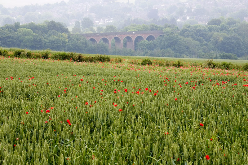 [Image: poppies2small.jpg]