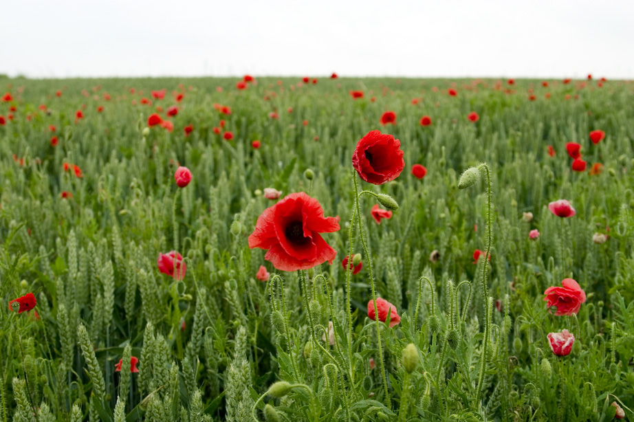 [Image: poppies3small.jpg]