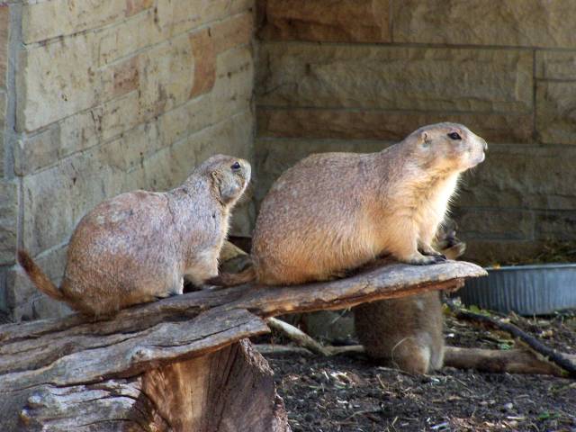 [Image: prairiedogsSM.jpg]